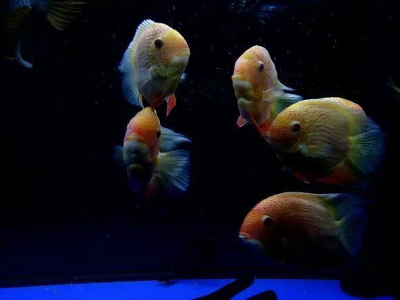 金龍魚和菠蘿魚混養(yǎng)好嗎圖片