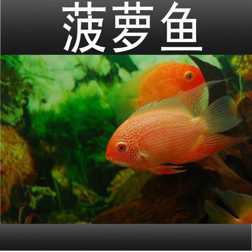 金龍魚和菠蘿魚混養(yǎng)好嗎圖片