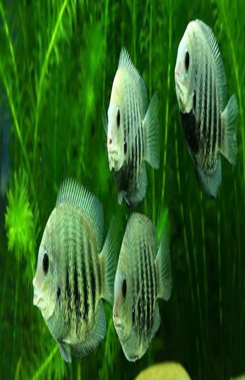 金龍魚和菠蘿魚混養(yǎng)好嗎圖片