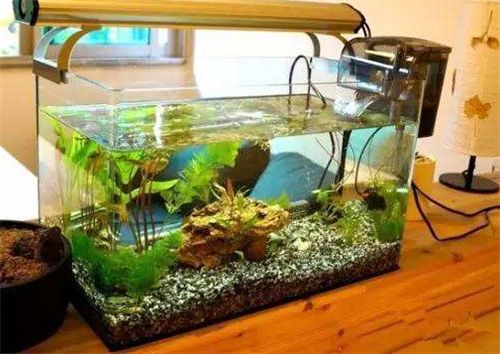 龍魚缸水泵要一直開著嗎：魚缸水泵是否需要一直開著