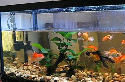 龍魚缸水泵要一直開著嗎：魚缸水泵是否需要一直開著