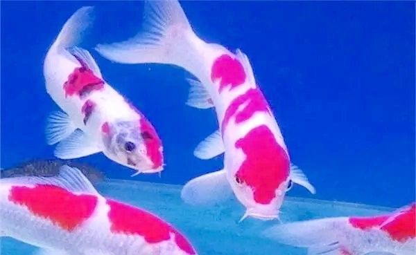 黃曼龍魚身體發紅