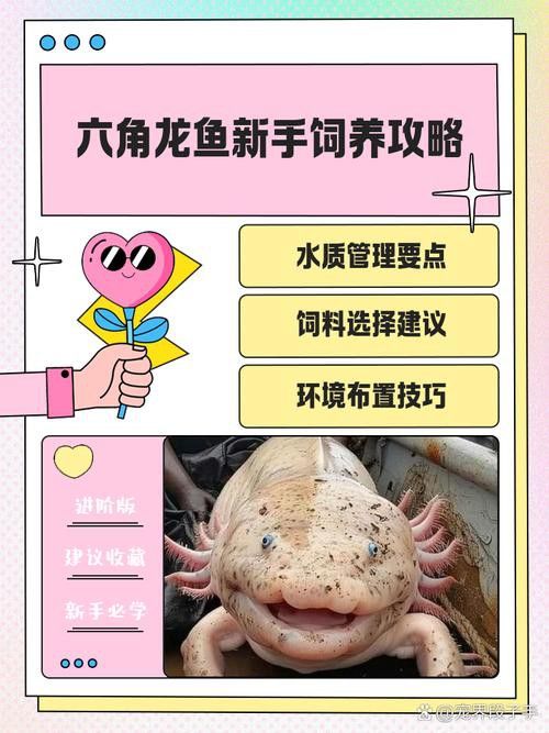 六角龍魚圖片大全大圖