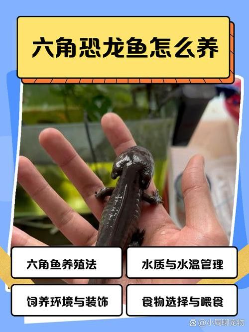 六角龍魚圖片大全大圖