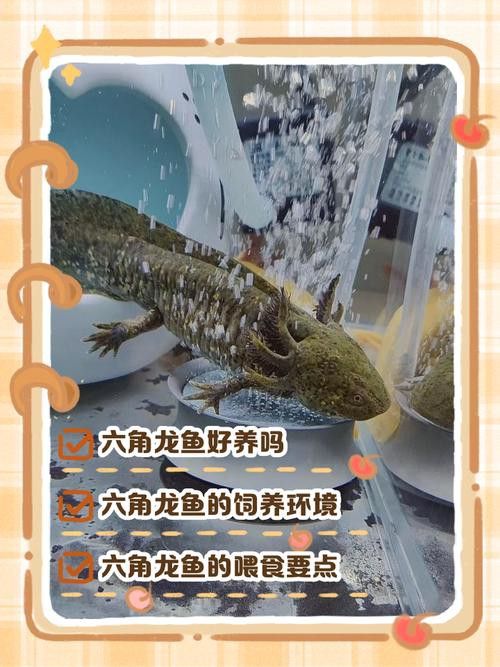 六角龍魚圖片大全大圖