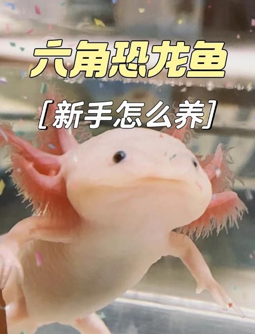 六角龍魚圖片大全大圖