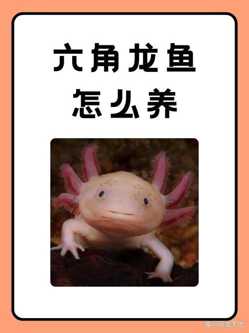 六角龍魚圖片大全大圖