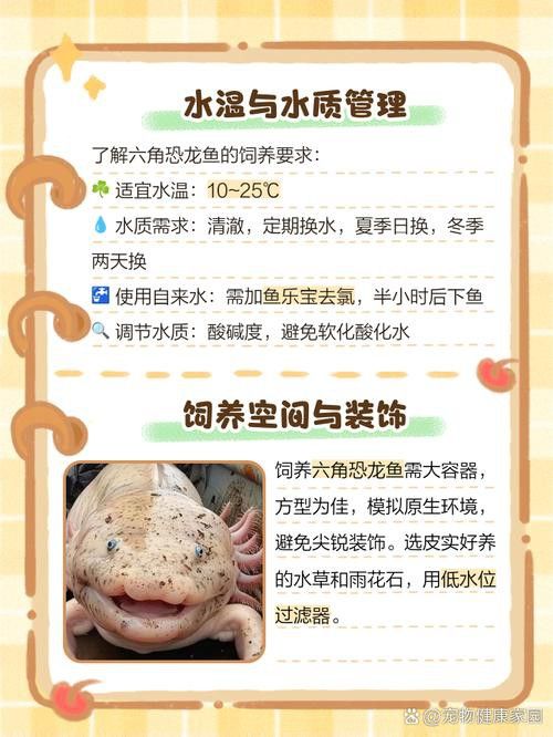 六角龍魚圖片大全大圖