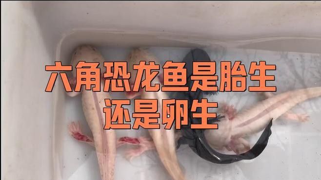 六角龍魚圖片大全大圖