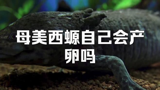 六角龍魚圖片大全大圖