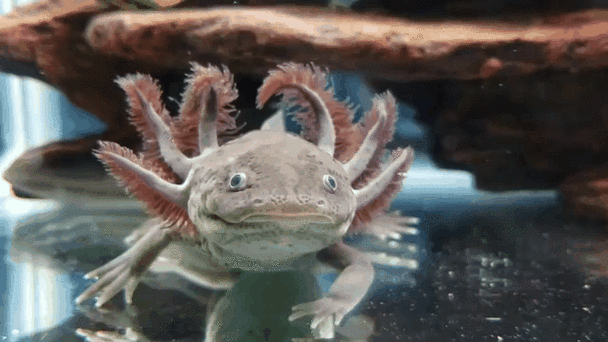 六角龍魚圖片大全大圖