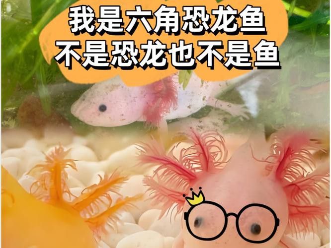 六角龍魚圖片大全大圖