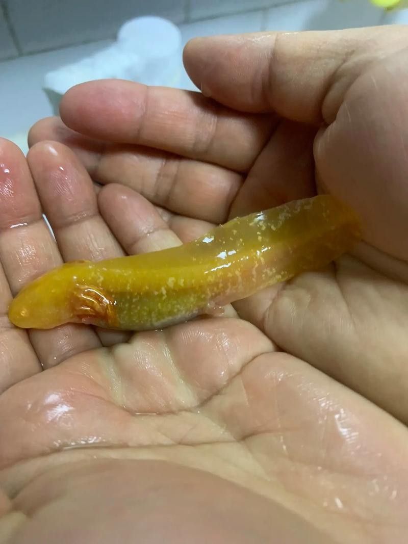 六角龍魚圖片大全大圖