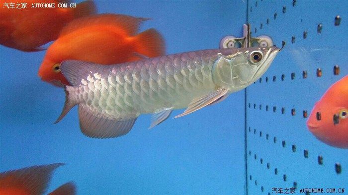 龍魚燈的安裝位置圖（龍魚燈安裝位置對于龍魚的健康和觀賞性有著重要影響）