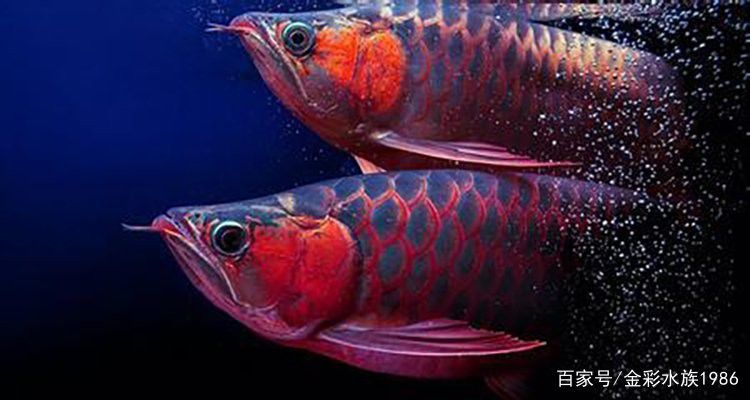 超血紅龍魚喂什么食物最好？