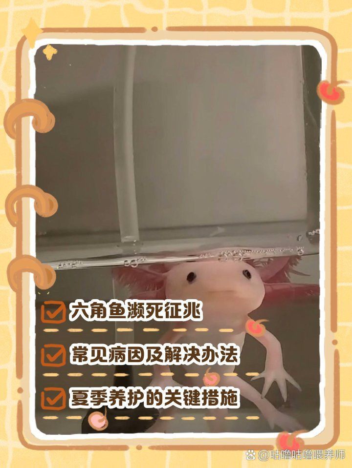 六角恐龍魚吐了啥原因