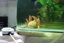 六角恐龍魚吐了啥原因