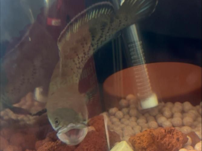 如何預防雷龍魚再次得腸炎？