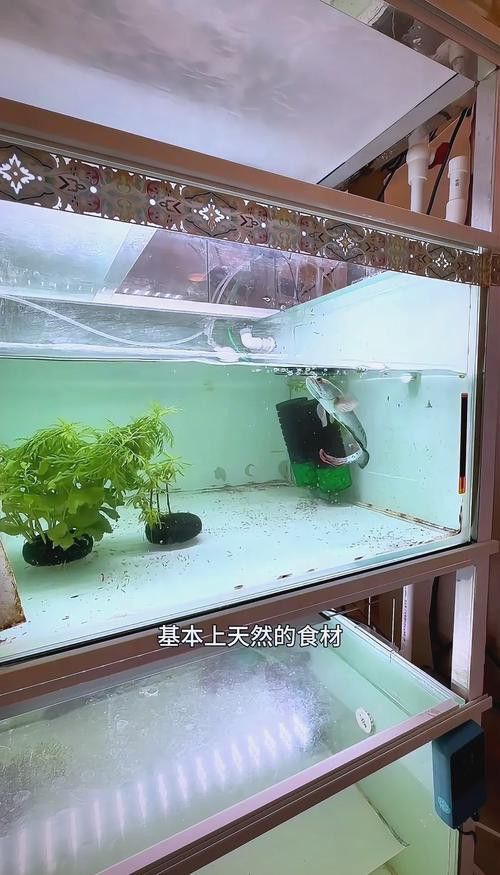 如何預防雷龍魚再次得腸炎？