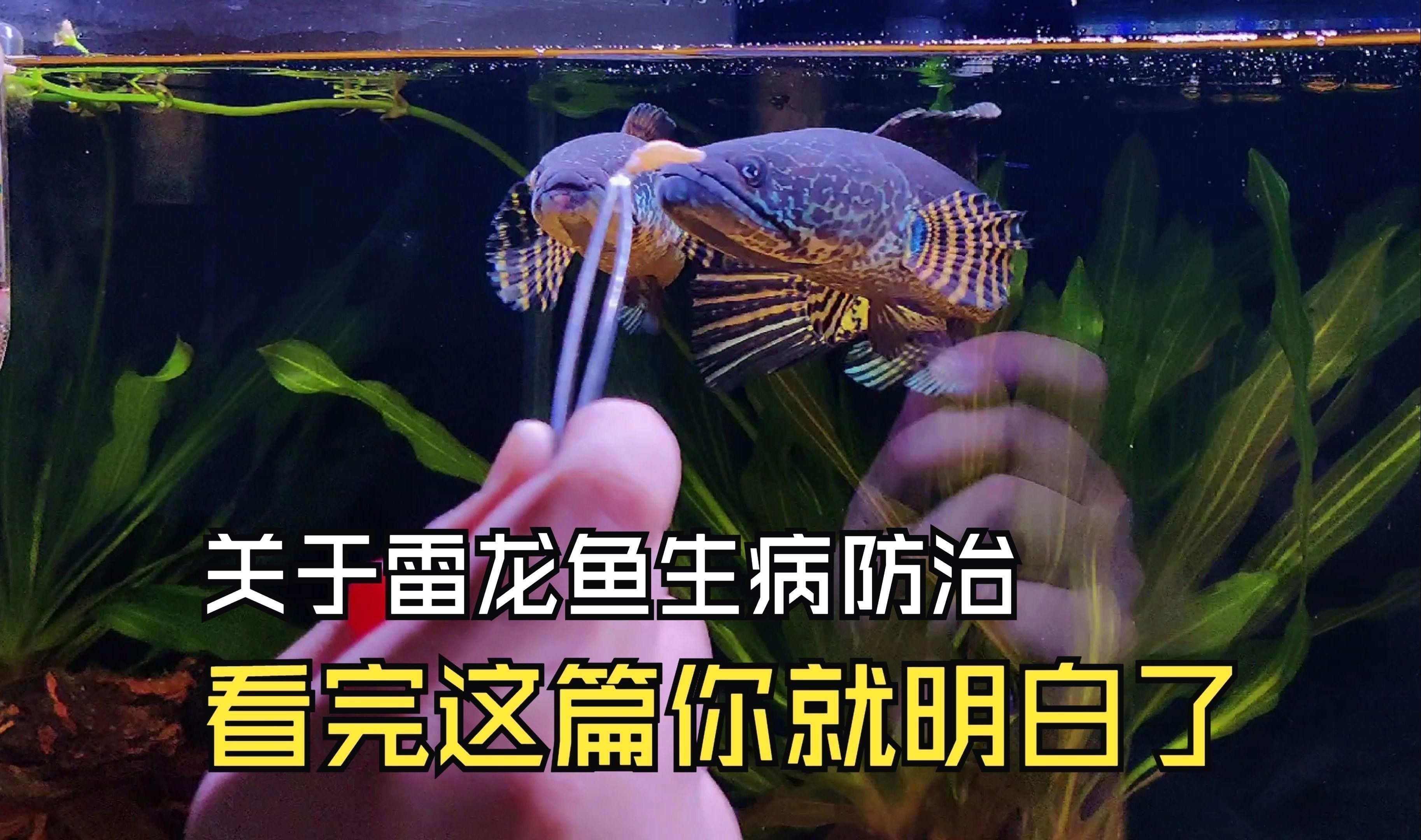 如何預防雷龍魚再次得腸炎？