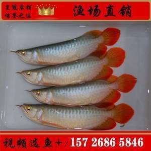 紅龍魚苗批發(fā)廠家地址在哪里（紅龍魚魚苗批發(fā)廠家具體地址信息匯總）