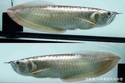 紅龍魚哪里產的最好最便宜（最便宜的紅龍魚有哪些）