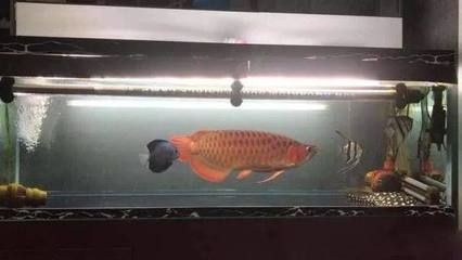 黑缸養龍魚：黑缸養龍魚有什么優勢？