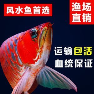 紅金龍魚苗的養殖方法：紅金龍魚苗怎么養