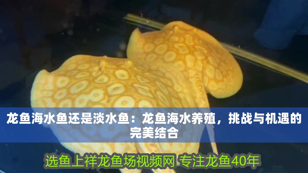龍魚海水魚還是淡水魚：龍魚海水養(yǎng)殖，挑戰(zhàn)與機(jī)遇的完美結(jié)合