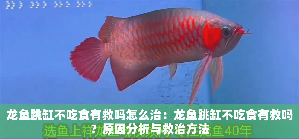 龍魚跳缸不吃食有救嗎怎么治：龍魚跳缸不吃食有救嗎？原因分析與救治方法
