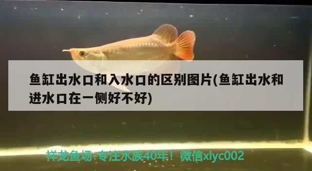 魚缸出水口和入水口的區別圖片(魚缸出水和進水口在一側好不好)