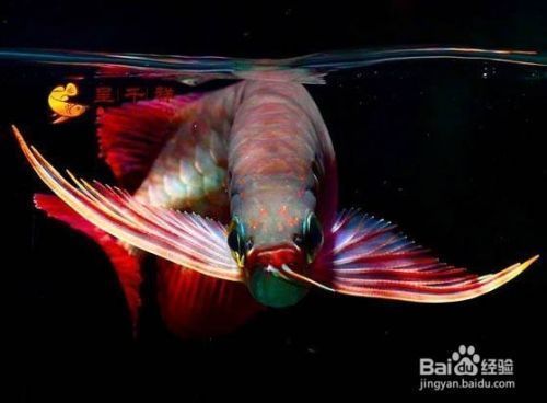 超血紅龍魚多少錢