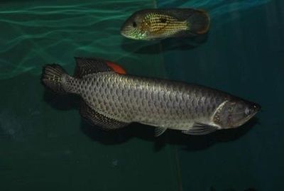 龍魚的兇猛性格是如何影響的？：龍魚的兇猛性是如何影響的？