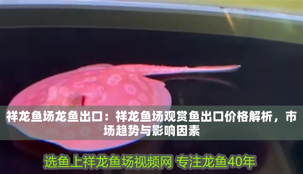 祥龍魚場龍魚出口：祥龍魚場觀賞魚出口價格解析，市場趨勢與影響因素