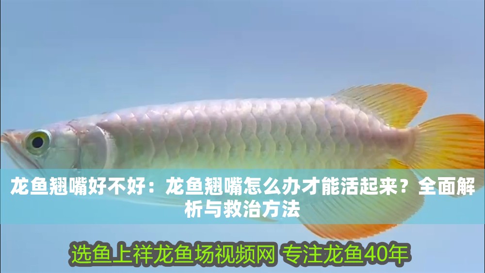 龍魚翹嘴好不好：龍魚翹嘴怎么辦才能活起來？全面解析與救治方法