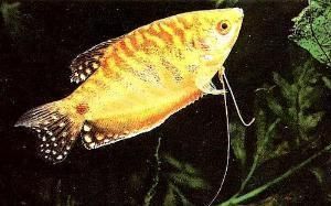 黃鰻龍魚招財【黃鰻龍魚如何招財】
