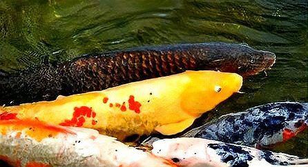 錦鯉產不出來卵快憋死了