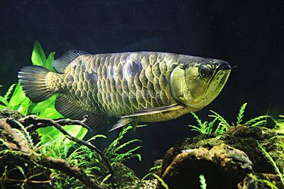 金龍魚背景圖用什么顏色的好