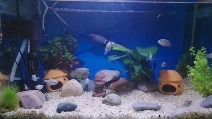 魚缸設計圖片（尋找魚缸裝飾？魚缸設計圖片設計）