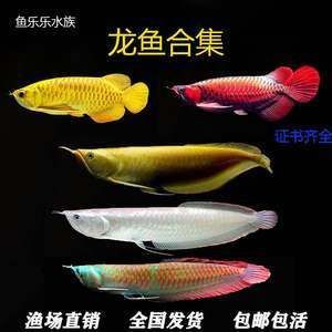 黃化銀龍魚為什么 比金龍魚便宜【黃化銀龍魚為什么比金龍魚便宜】