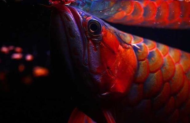 紅龍魚最佳發色溫度（紅龍魚最佳發色溫度范圍是28-[需手動填充]28-[需手動填充]）