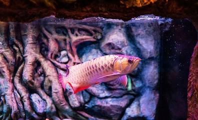 龍魚不開口是不是生病了【龍魚不開口可能是生病了，龍魚不開口是生病了，龍魚不開口是生病】