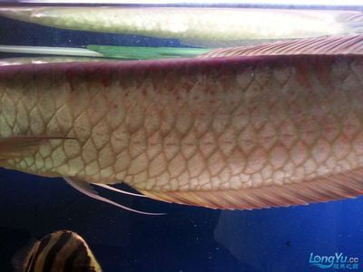 銀龍魚鱗紅了一片（銀龍魚鱗片發(fā)紅可能由多種因素引起，可能是多種因素引起的）