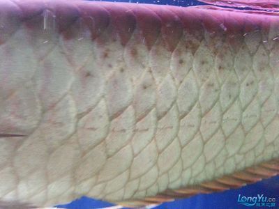 銀龍魚鱗紅了一片（銀龍魚鱗片發(fā)紅可能由多種因素引起，可能是多種因素引起的）