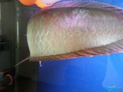 銀龍魚鱗紅了一片（銀龍魚鱗片發(fā)紅可能由多種因素引起，可能是多種因素引起的）