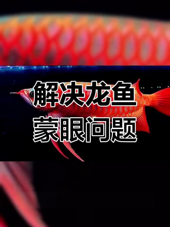 龍魚蒙眼最好的辦法