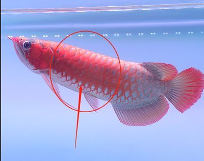 龍魚鱗片缺角的原因（龍魚鱗片缺角是一個(gè)常見的問題，可能由多種因素引起）