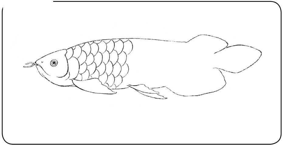 龍魚鱗片缺角的原因（龍魚鱗片缺角是一個(gè)常見的問題，可能由多種因素引起）