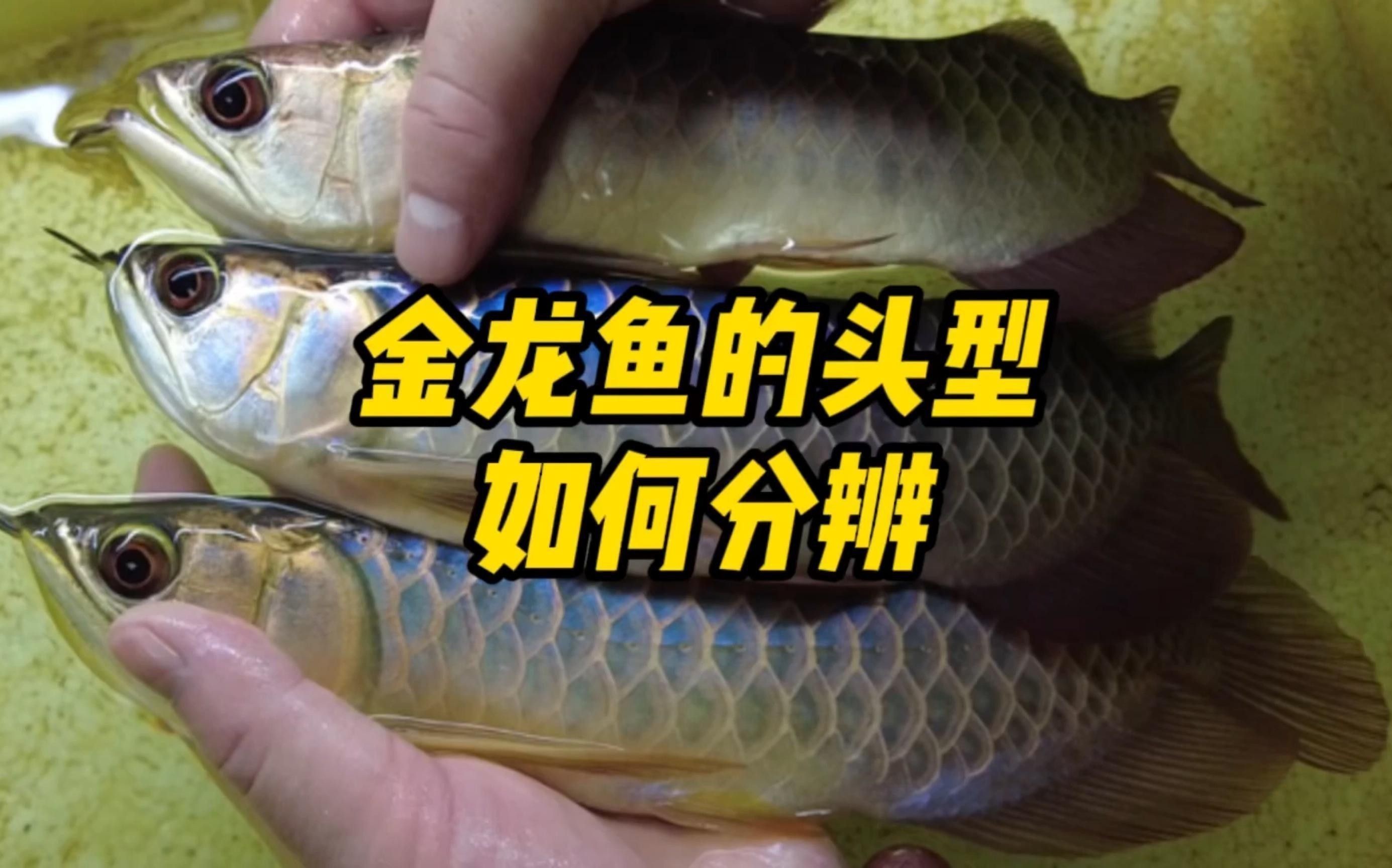 如何區分金龍魚的翹頭和炮彈頭？