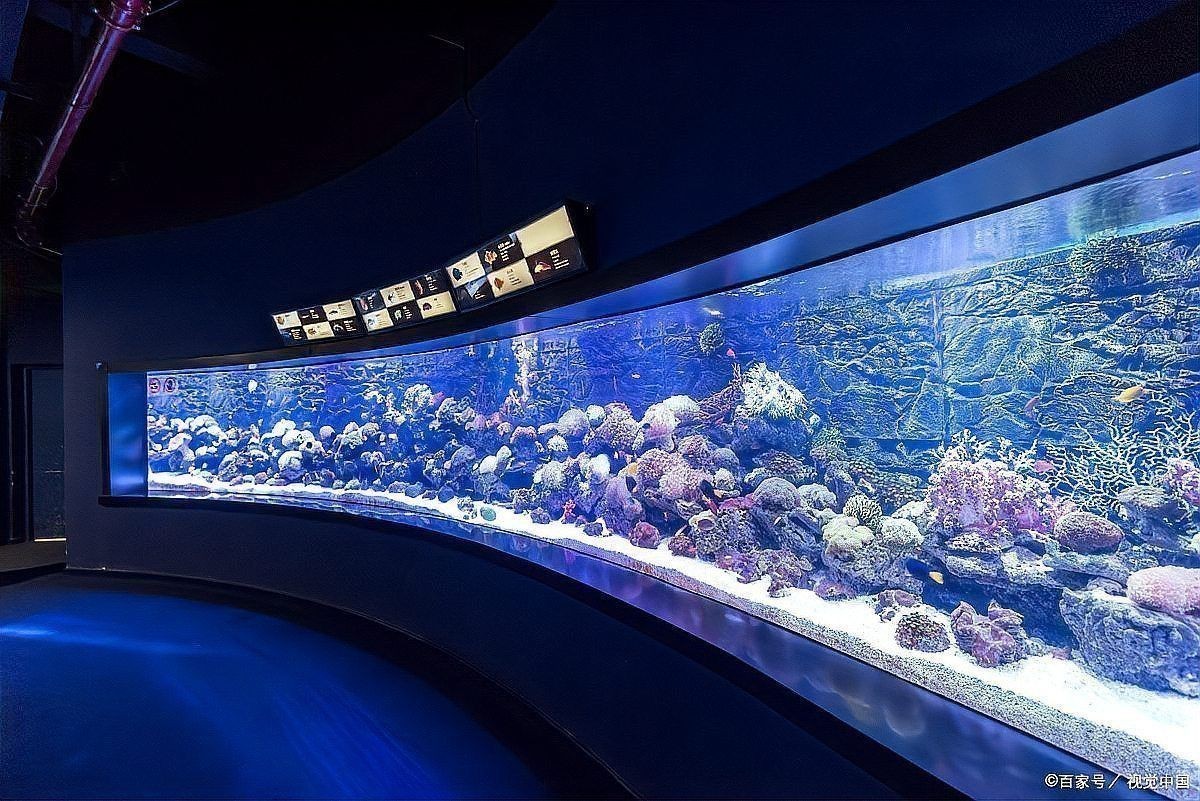 龜增色龍魚日常護理